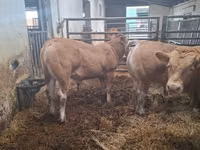 Buğa, Blonde d’Aquitane cattle — foto 4