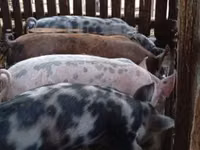 Boar, Pigs — photo 1