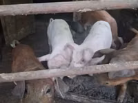 Säue, Schweine — Foto 1