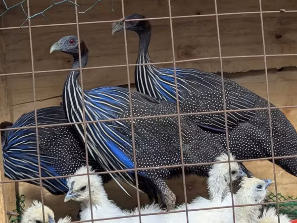 Guinea fowl