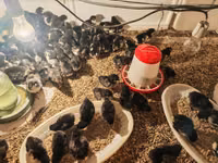 Australorp — foto 1