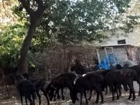 羊（ロット、性別未指定）, Hissar sheep — 写真 1