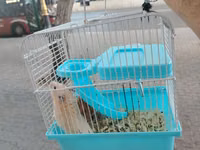 Hamster sağlam balalardır Qəfəs ilə bir yerdə satılır çatdırılma var — 照片 2