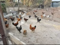 Chickens — الصورة 1