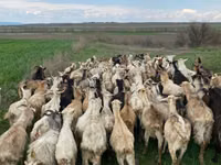 Chèvre, Chèvres — photo 1