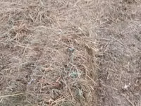 Խառը խոտ անասնակեր — 照片 2