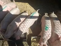 Truie, Porcs — photo 1