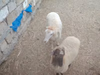 Owca, Owce — zdjęcie 3