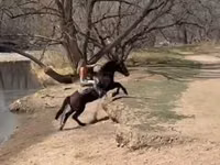 Cavalo, Mustang — foto 8
