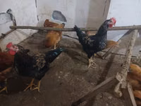 Chickens — 写真 1