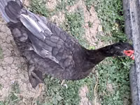Ducks — الصورة 1