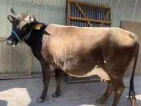 Vaca, Raça Holstein — foto 6