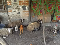 نعجة, Romanov sheep — الصورة 2