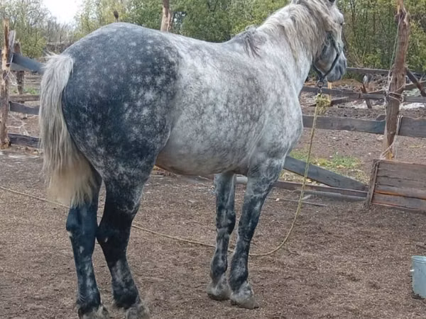 Pferde (Partie, Geschlecht nicht angegeben), Horse breed