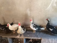 domácí kachna pižmová — foto 1