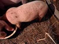 Knur, Świnie — zdjęcie 1
