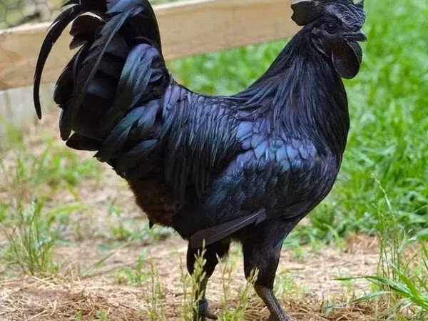 Ayam Cemani