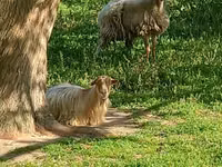 Qoyunlar (partiya, cinsi göstərilməyib), Qoyunlar — foto 4