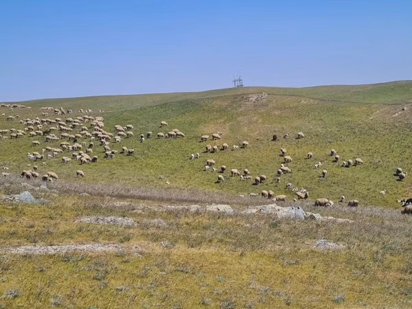 பெண் ஆடு, Merino sheep
