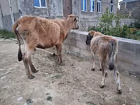 İnək, Mal-qara — foto 2