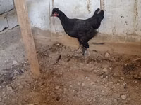 Chickens — foto 2