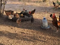 Chickens — Foto 1