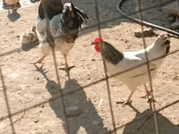 Chickens — Foto 5