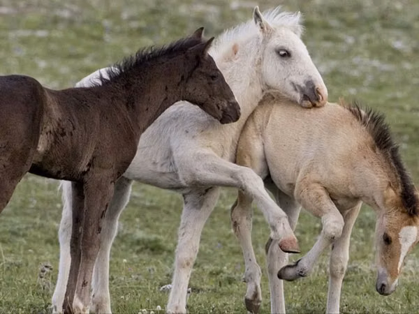 Toychoq, Kazakh horse