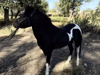 Konie (partia, płeć nieokreślona), American shetland pony — zdjęcie 1