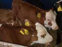 Bydło (partia, płeć nieokreślona), Simmental cattle — zdjęcie 3