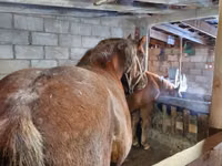 Cavalo, Vladimir heavy draft — foto 5