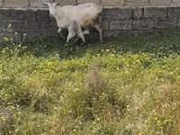 Koza, Kozy — foto 3