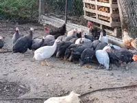 Guinea fowl — zdjęcie 1