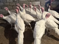 Turkeys — 3-rasm