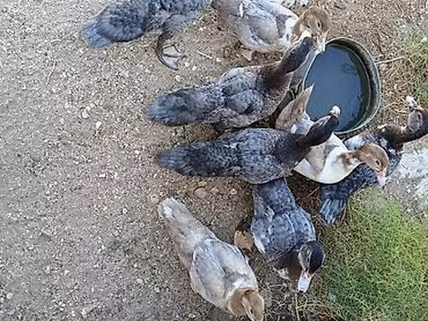 Ducks — Azerbaycan