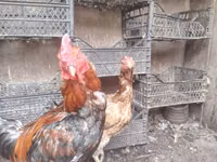 Chickens — foto 5