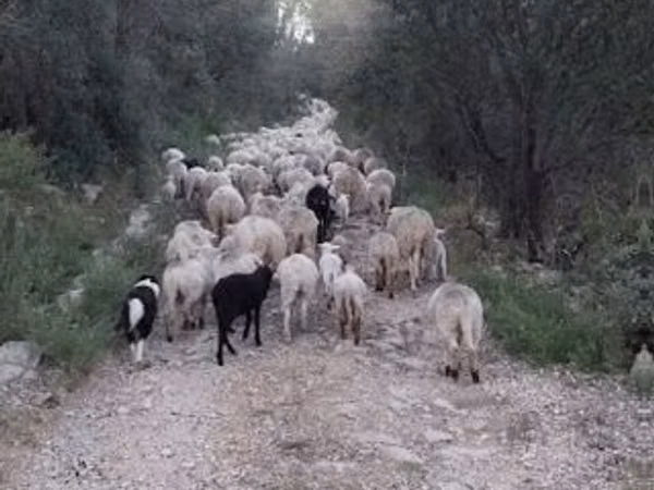 ცხვარი, ცხვრები