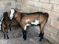 თხა, Nubian Goat — ფოტო 3