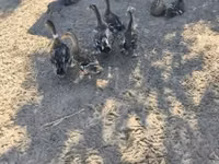 Ducks — foto 1