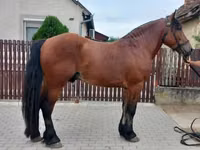 Hengst, Pferde — Foto 1