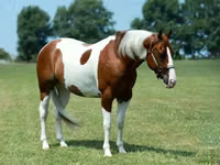 Айғыр, Quarter Horse — 2-сурет