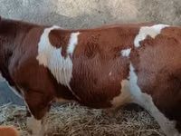 காளை, Simmental cattle — புகைப்படம் 3