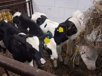 雄牛, Russian Black pied cattle — 写真 3