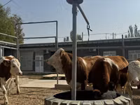 Skot (série, pohlaví neuvedeno), Simmental cattle — foto 4