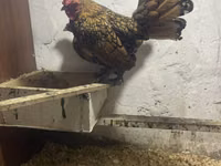 Chickens — foto 5