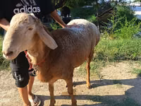 Қошқар, Agin sheep — 3-сурет