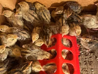 ஃபரோ — புகைப்படம் 3