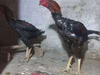 Gallo de pelea de fosa australiano — foto 5