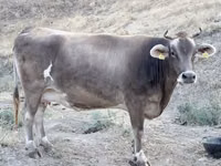 Сиыр, Ukrainian Brown Dairy Cattle — 3-сурет