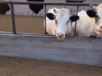 Cow, Holstein breed — photo 5